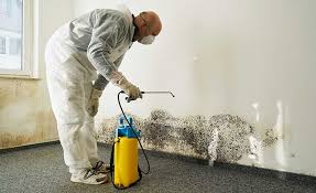 Why You Should Choose Our Mold Remediation Services in San Diego, CA