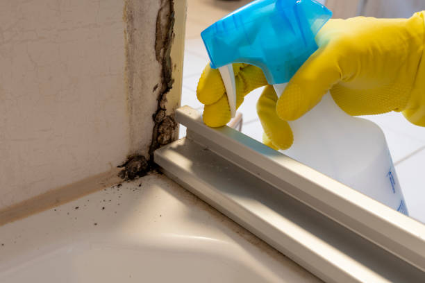 Trusted San Diego, CA Mold Prevention & Removal  Experts